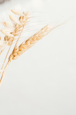 Açık renkli yakın çekim kulaklara buğday