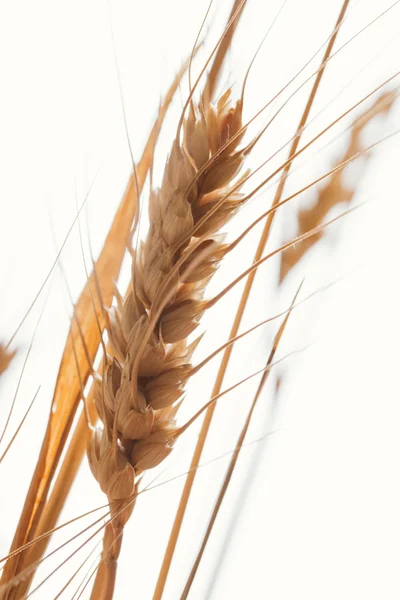 Wheat ears on a light background close-up — Stock Photo, Image