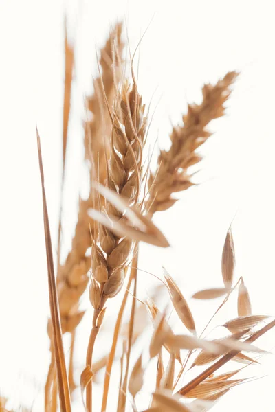 Telinga gandum pada latar belakang cahaya close-up — Stok Foto