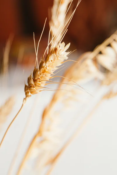 Вуха пшениці на світлому фоні крупним планом — стокове фото