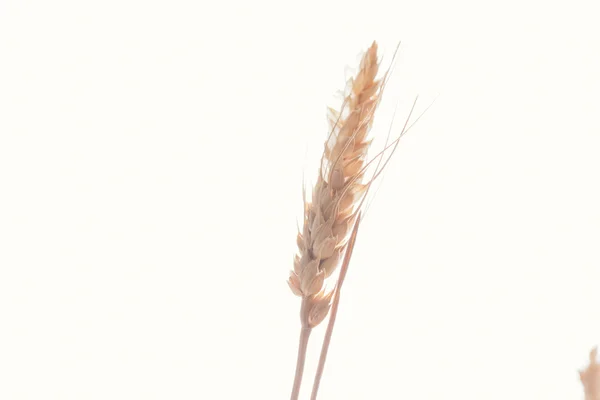 Wheat ears on a light background close-up — Stock Photo, Image