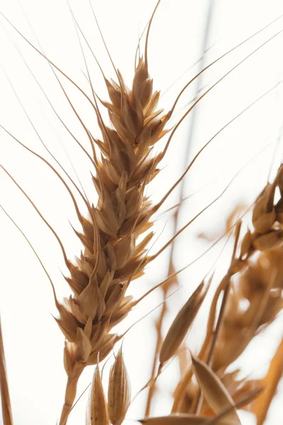 Вуха пшениці на світлому фоні крупним планом — стокове фото