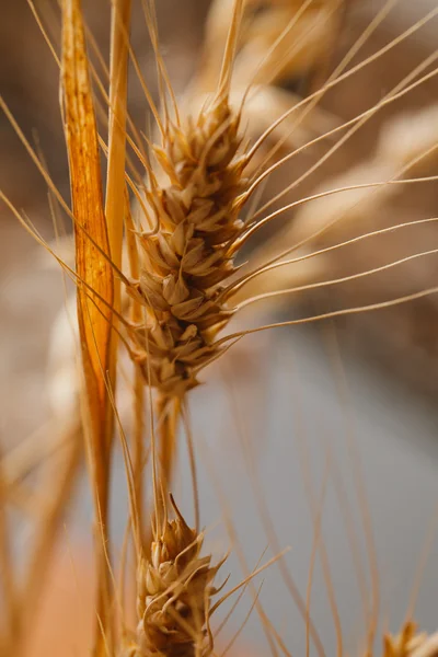 Oren van tarwe op een onscherpe achtergrond close-up — Stockfoto