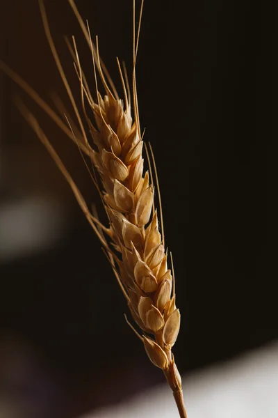 As orelhas de trigo em um fundo escuro close-up — Fotografia de Stock