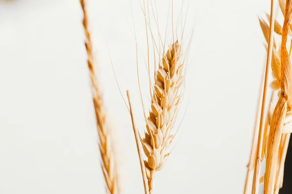 Weizenähren auf hellem Hintergrund Nahaufnahme — Stockfoto