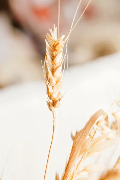 Oreilles de blé sur fond clair gros plan — Photo