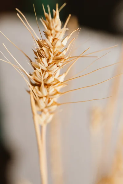 Weizenähren auf hellem Hintergrund Nahaufnahme — Stockfoto