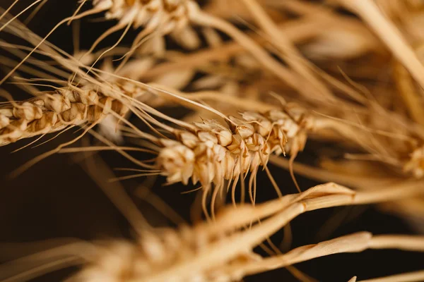 As orelhas de trigo em um fundo escuro close-up — Fotografia de Stock