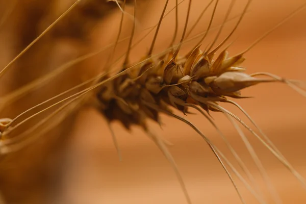 Oren van tarwe op een onscherpe achtergrond close-up — Stockfoto