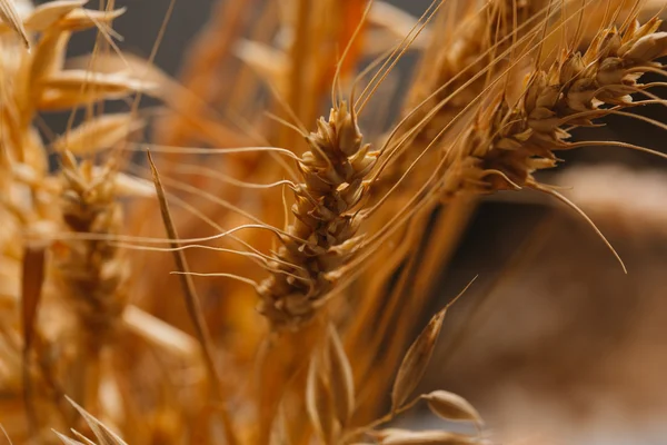 Oren van tarwe op een onscherpe achtergrond close-up — Stockfoto