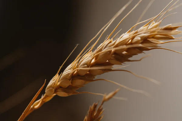 Пшеничные уши на тёмном фоне крупным планом Стоковое Изображение