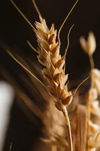 暗い背景のクローズ アップに小麦の穂 — ストック写真