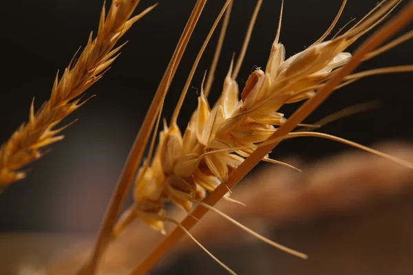 Oren van tarwe op een onscherpe achtergrond close-up — Stockfoto