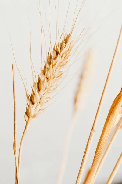 Oreilles de blé sur fond clair gros plan — Photo