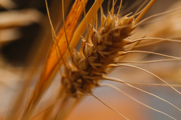 Oren van tarwe op een onscherpe achtergrond close-up — Stockfoto