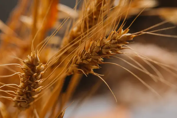 Espigas de trigo sobre um fundo borrado close-up — Fotografia de Stock