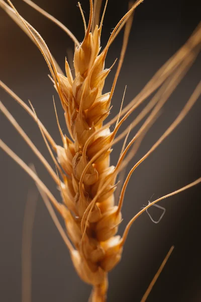 Tarwe oren op een donkere achtergrond close-up — Stockfoto