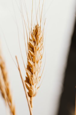 Açık renkli yakın çekim kulaklara buğday