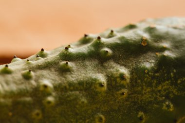 Ahşap arka plan üzerinde taze salatalık yakın çekim