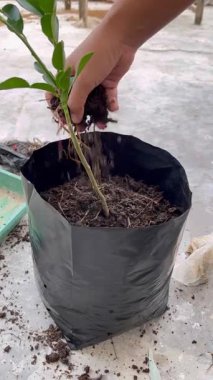 The process of planting trees in pots