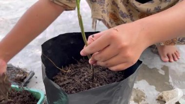 Saksılara ağaç dikme süreci.