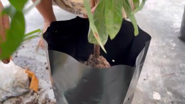 The process of planting trees in pots. Planting tree seedlings in pots