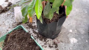 The process of planting trees in pots. Planting tree seedlings in pots