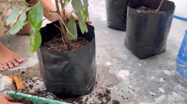 The process of planting trees in pots. Planting tree seedlings in pots