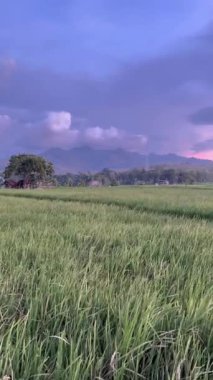Mor mavi bulutlu pirinç tarlaları ve dağların doğal manzarası.