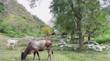 İnekler kayalarla dolu güzel bir dağda otlarlar. Güzel bir dağ vadisi.