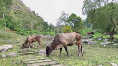 İnekler kayalarla dolu güzel bir dağda otlarlar. Güzel bir dağ vadisi.