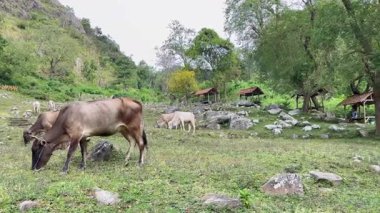 İnekler kayalarla dolu güzel bir dağda otlarlar. Güzel bir dağ vadisi.