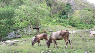 İnekler kayalarla dolu güzel bir dağda otlarlar. Güzel bir dağ vadisi.