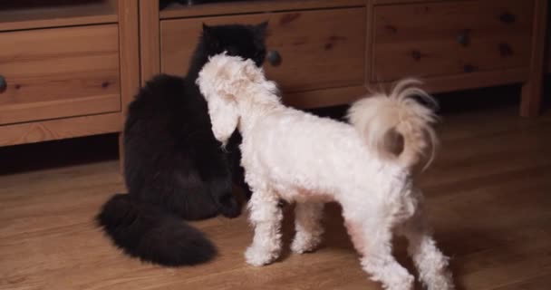 Schwarze Katze und kleiner Hund spielen und kämpfen zu Hause miteinander — Stockvideo