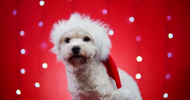 Liten vacker hund i en tomte hatt på en röd jul bakgrund — Stockvideo