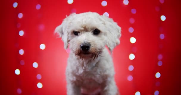 Liten vacker hund på en röd jul bakgrund — Stockvideo