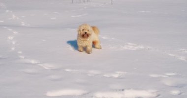 Küçük köpek ağır çekimde kar altında yürüyor.