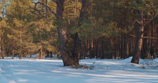 Pineta e sole nella foresta invernale — Video Stock