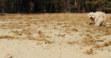 Şirin küçük köpek ormanda kumların üzerinde oynuyor.