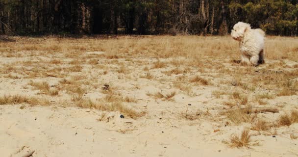 Mignon petit chien joue sur le sable dans la forêt — Video