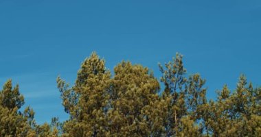 Güzel bahar çam ormanı mavi gökyüzüne karşı 