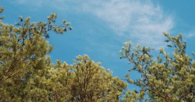 Güzel bahar çam ormanı mavi gökyüzüne karşı 