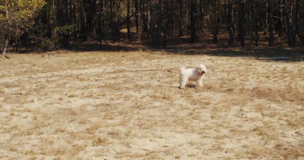 Mignon petit chien joue sur le sable dans la forêt — Video