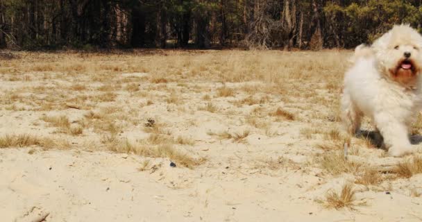 Cute little dog is playing on the sand in the forest — Stock Video