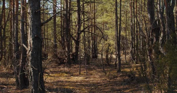 Красивый сосновый лес, движущийся на ветру летом — стоковое видео