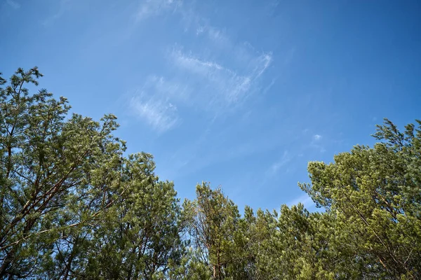 Hermoso bosque de pinos de primavera contra el cielo azul — Foto de Stock