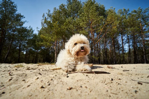 Милий маленький собака грає на піску в лісі Стокове Зображення