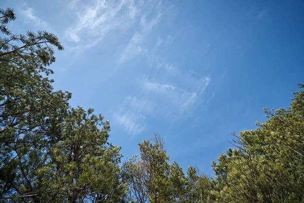 Hermoso bosque de pinos de primavera contra el cielo azul — Foto de Stock