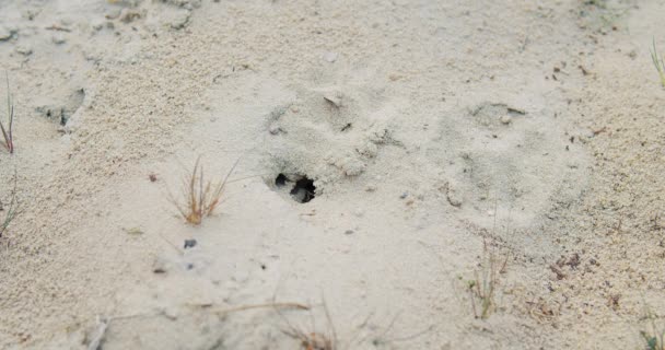 Крупним планом знімок групи чорних мурах, що йдуть на бруд — стокове відео