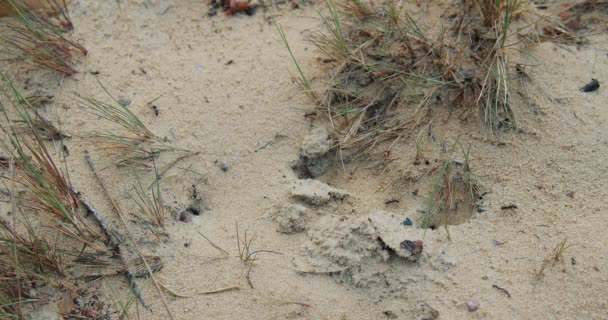 Primer plano de un grupo de hormigas negras caminando sobre tierra — Vídeos de Stock